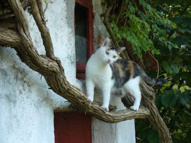 P1120488 (FILEminimizer)